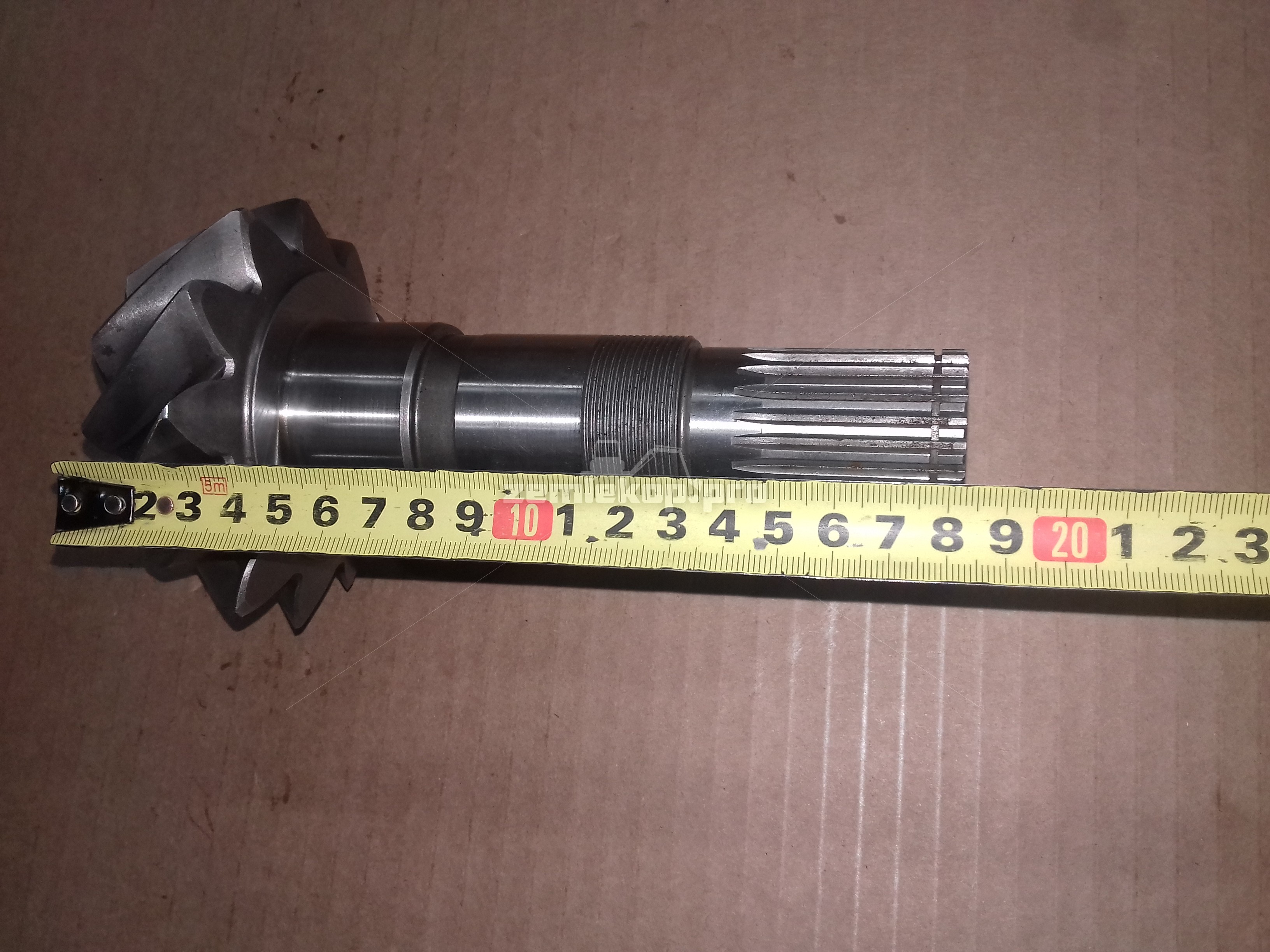 66686 Главная пара